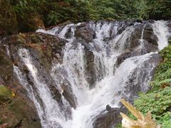 -莫里热带雨林景区
