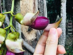 -华南国家植物园-售票处