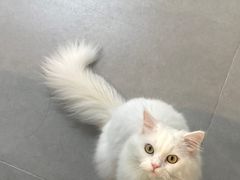 -Heymao猫咖.咖啡厅(东门店)