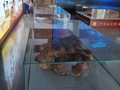 -中国西峡恐龙遗迹园