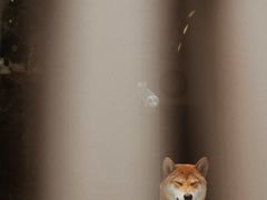 -啡语