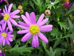 -重庆市江北嘴中央商务区中央公园