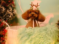 -读宠于你·约克夏比熊·睫角守宫·爬宠售卖(高新店)