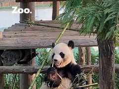 -西霞口神雕山野生动物世界