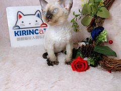 -十年猫舍·猫咪专门店(普陀店)