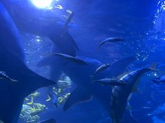 -太平洋海底世界