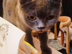 -平行世界·猫咖(首经贸店)
