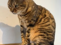 -Heymao猫咖.咖啡厅(东门店)