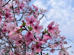 -天适樱花悠乐园