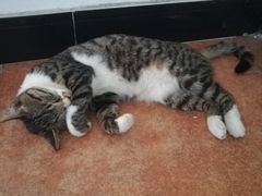 -致善宠物医院(体育路店)