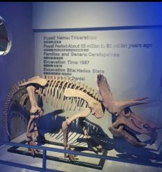 -恐龙探索乐园(磁器口店)