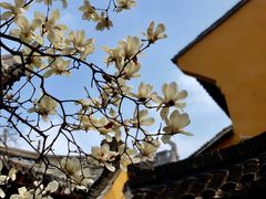 -龙华寺