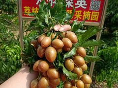 -从化深英荔枝黄皮龙眼采摘园