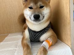 -美联众合动物医院·24h京西诊疗中心