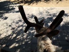 -北京鹿世界主题园