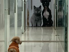 -芭比堂动物医院(广州爱宠下渡路分院)