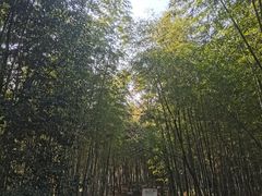 -冶父山国家森林公园