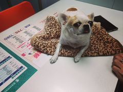 -伟伟宠物医院·CT影像中心·瑞派犬猫综合性门诊(汉口总院)