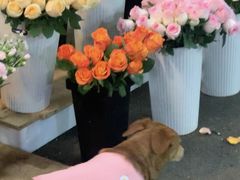 -循礼门鲜花花市(武汉循礼门店)