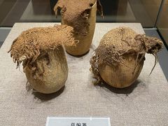 -巴音郭楞蒙古自治州博物馆
