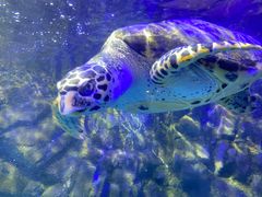 -太平洋海底世界