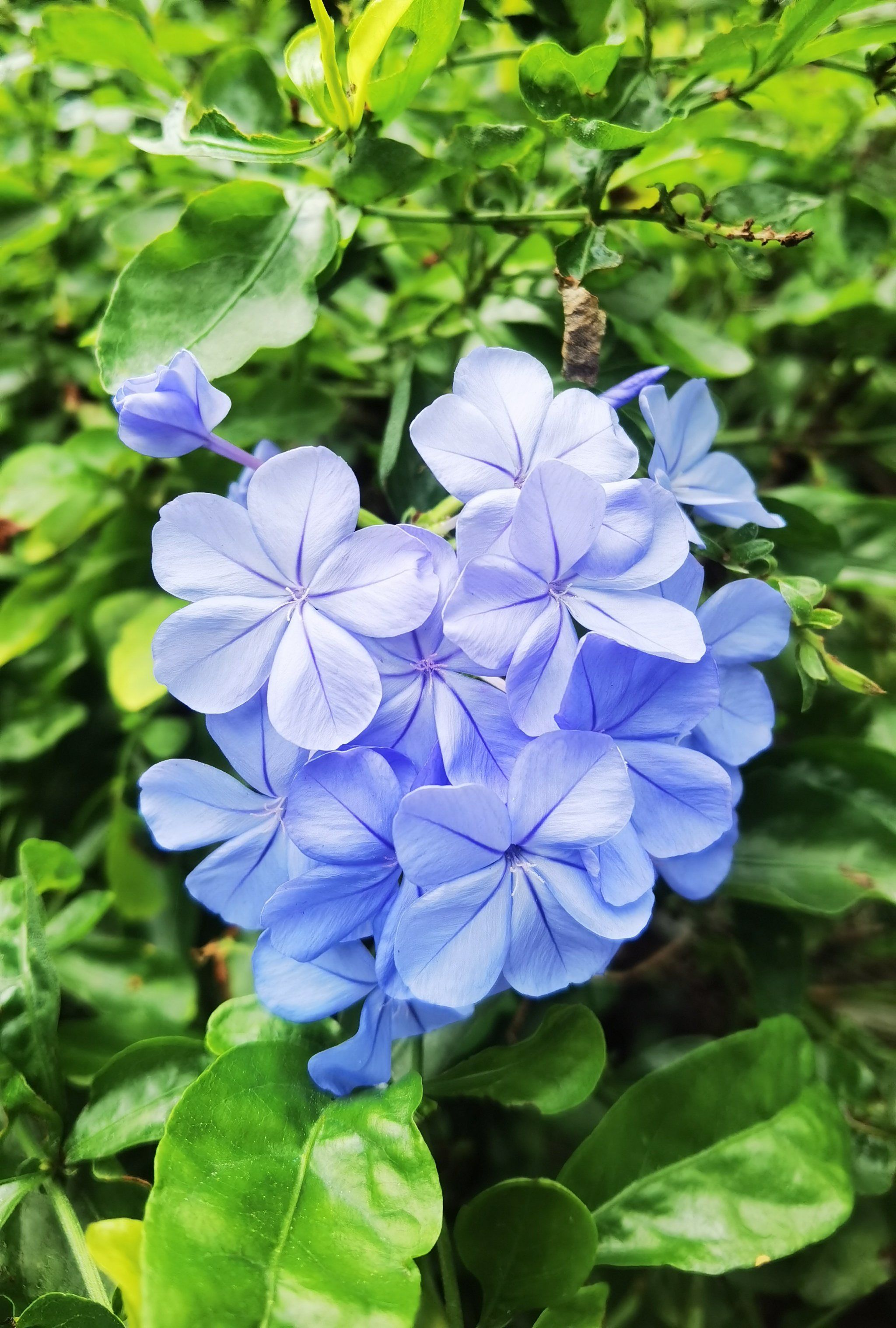 蓝花丹别名蓝雪花,是一种