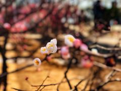 -北京鹫峰国家森林公园