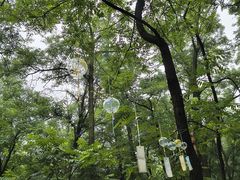 -鲁山国家森林公园