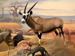 -陕西自然博物馆