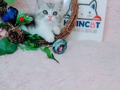 -十年猫舍·猫咪专门店(普陀店)