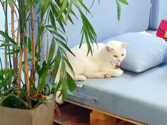 -有猫主题·治愈系猫咖(曾厝垵店)