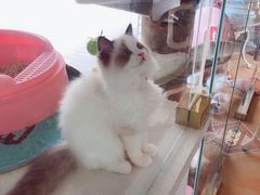 -糯米喵星人总部直营旗舰店·猫舍·幼猫出售