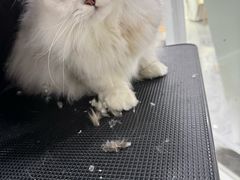 -爱洗澡的猫(天河路店)