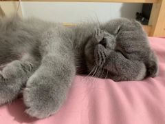 -萌兽医馆·绝育·24小时内科·宠物医院(德胜店)