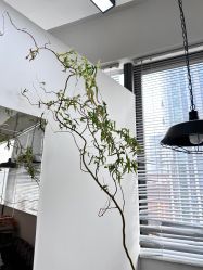 -飛凡TATTOO纹身•原创