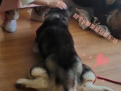 -Husky Go! 哈士奇体验馆·宠物咖啡厅狗咖