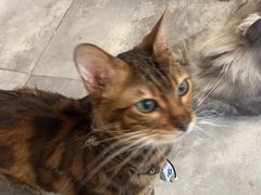 -楼上猫咖(罗湖店)