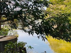 -深圳仙湖植物园