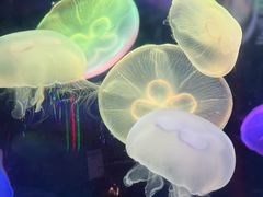 -太平洋海底世界