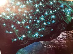 -怀托摩萤火虫洞