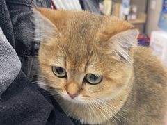 -安安宠医宠物医院·异宠·犬猫内科(岳阳分院)