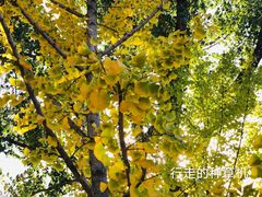 -莲花池公园
