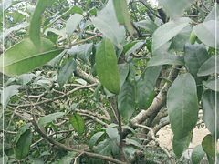 -家烧面馆【南山路知名经典面食】