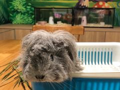 -藦茜花园宠物主题亲子互动体验馆(国顺东路店)