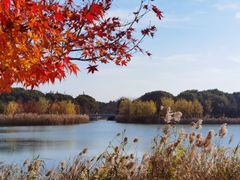 -昆山城市生态森林公园
