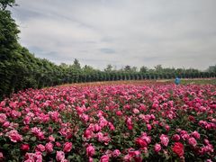 -水西公园