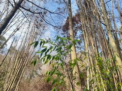 -缙云山景区