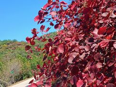 -北京西山国家森林公园