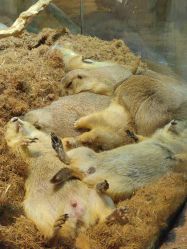 -Zoolung Zoolung动物主题公园(海信广场店)