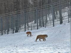 -横道河子东北虎林园